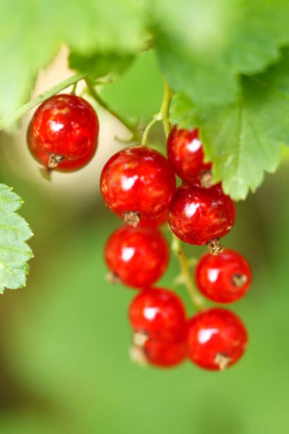red-currant