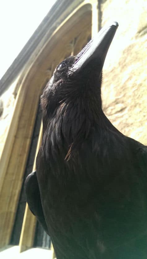 Merlina, raven of the Tower of London Source: Chris Skaife, ravenmaster. Used by permission