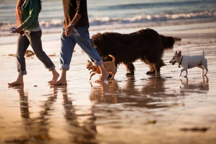 dogs on carmel beach