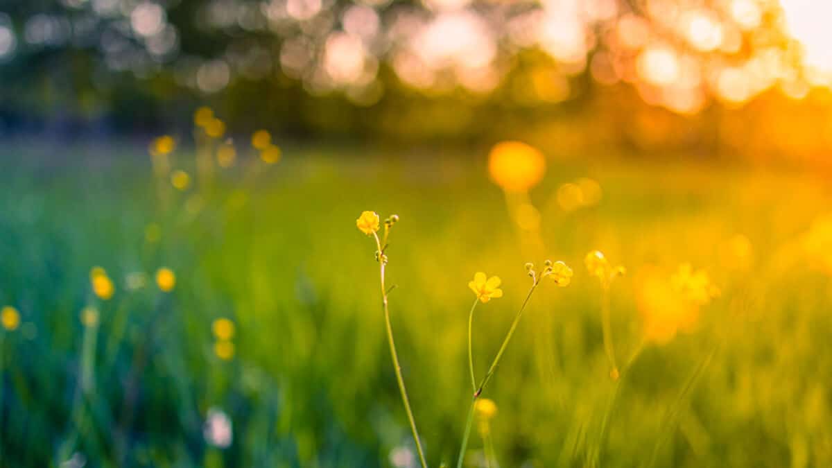 idyllic nature photo of flowers in a meadow