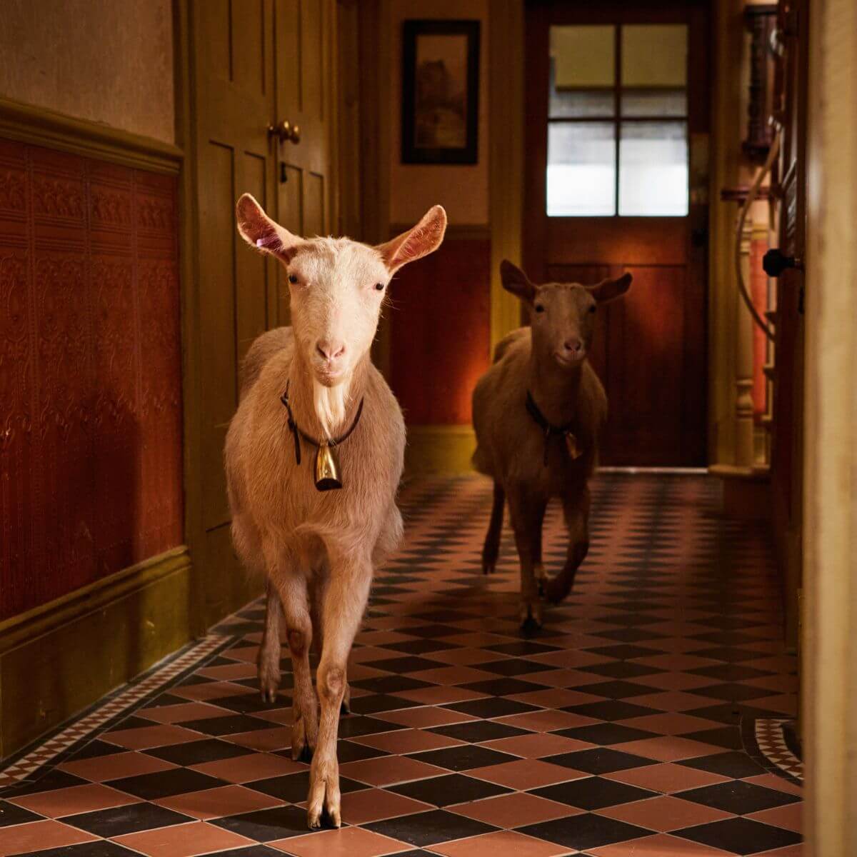 Goats inside house in All Creatures Great and Small Season 4